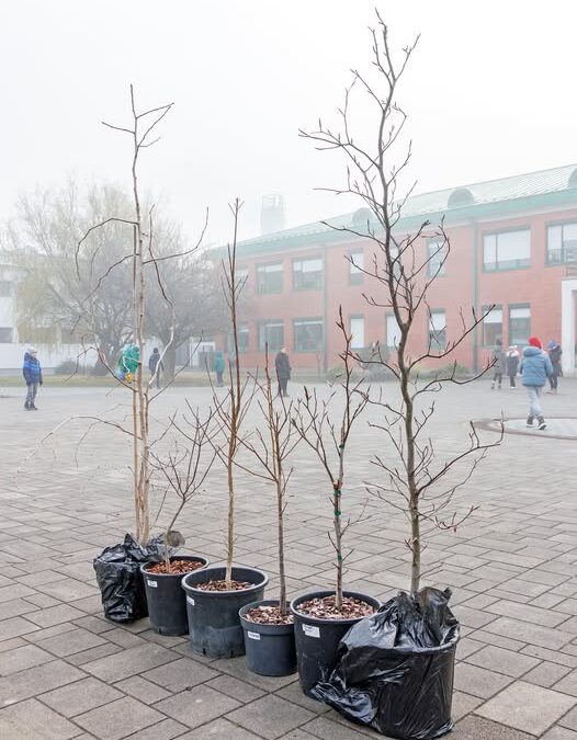 Školsko dvorište oplemenjeno je novim sadnicama!